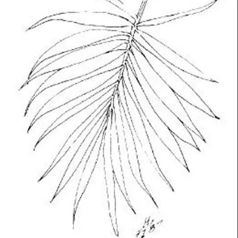 thumbnail for publication: Chamaedorea elegans Parlor Palm, Neanthe Bella